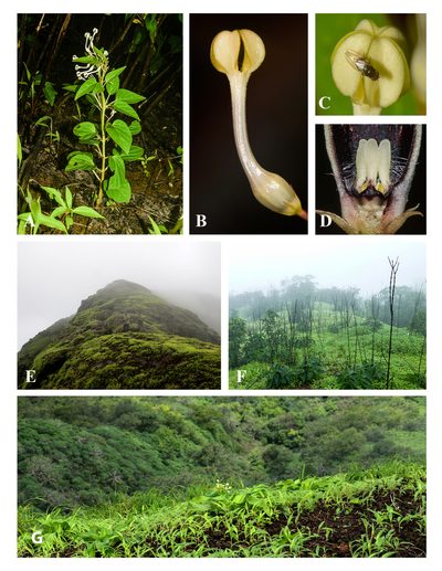 Ceropegia panchganiensis, photographed by S.MORE