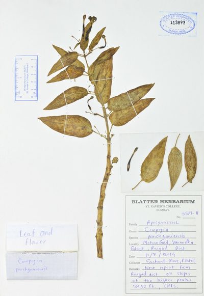 Ceropegia panchganiensis, photographed by S.MORE