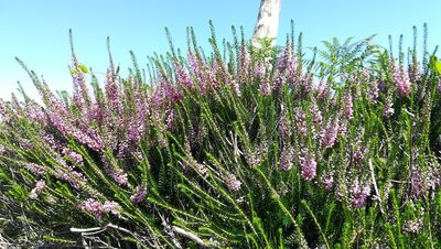 Erica vagans, photographed by Hugo