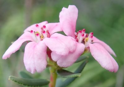 Adenandra fragrans, photographed by Nicola van Berkel