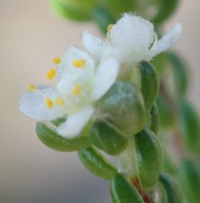 Lachnaea ericoides, photographed by Nicola van Berkel