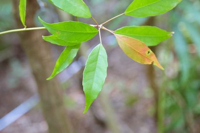 Elaeocarpus japonicus, photographed by Cheng-Tao Lin
