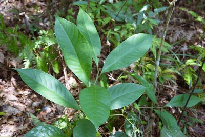 Symplocos theophrastifolia, photographed by Cheng-Tao Lin