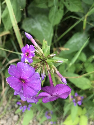 Phlox ovata, photographed by Brandon Wheeler