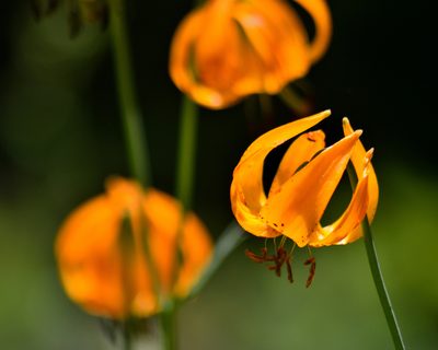 Lilium kelleyanum, photographed by tomhilton
