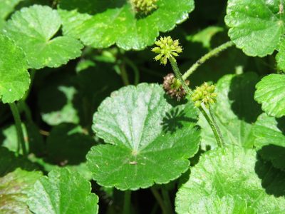 Hydrocotyle bonplandii, photographed by Juan Carlos Caicedo Hernández