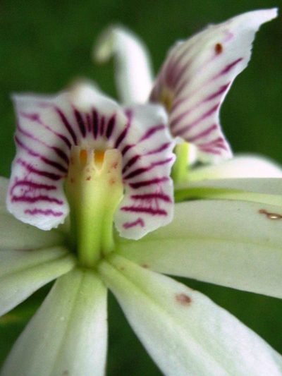 Prosthechea baculus, photographed by Jorge Armín Escalante-Pasos