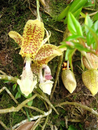 Stanhopea dodsoniana, photographed by Jorge Armín Escalante-Pasos