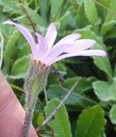 Mairia purpurata, photographed by Nicola van Berkel