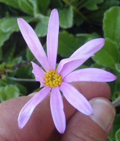Mairia purpurata, photographed by Nicola van Berkel