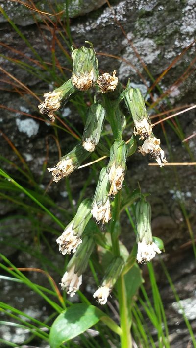Nabalus boottii, photographed by Tom Norton