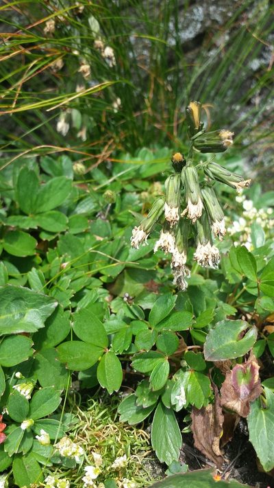 Nabalus boottii, photographed by Tom Norton