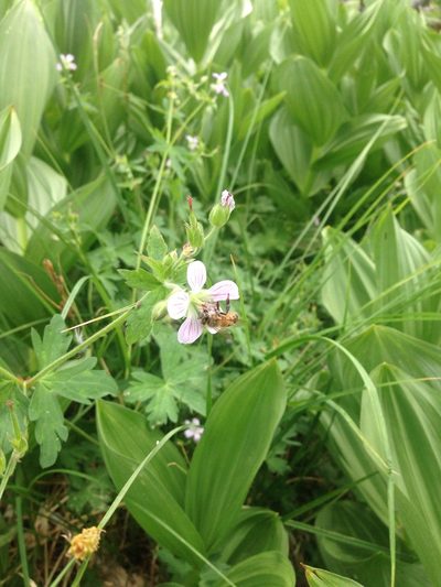Geranium californicum, photographed by Martin Purdy