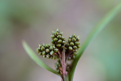 Hypolytrum nemorum, photographed by Cheng-Tao Lin