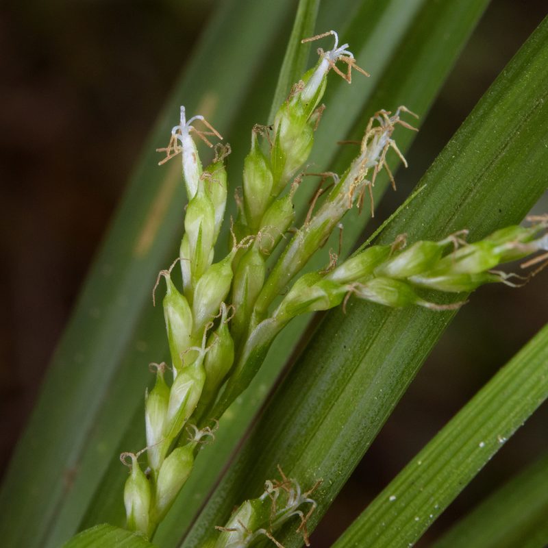 Carex breviscapa, photographed by Cheng-Tao Lin