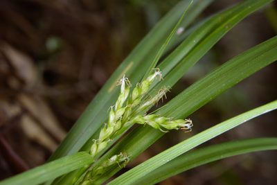 Carex breviscapa, photographed by Cheng-Tao Lin