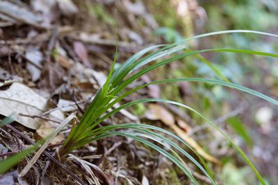 Carex breviscapa, photographed by Cheng-Tao Lin