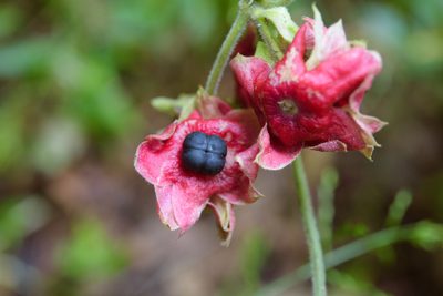 Clerodendrum canescens, photographed by Cheng-Tao Lin