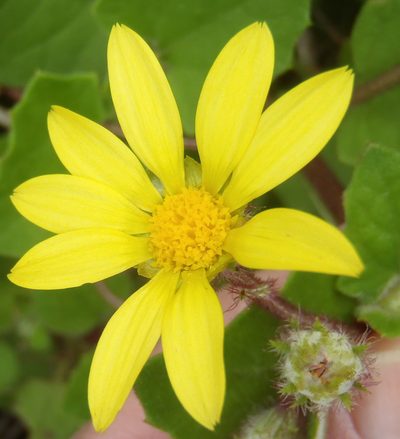 Arctotis perfoliata, photographed by Nicola van Berkel