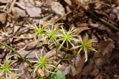Clematis crassifolia, photographed by Cheng-Tao Lin