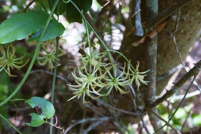 Clematis crassifolia, photographed by Cheng-Tao Lin