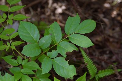Nekemias cantoniensis, photographed by Cheng-Tao Lin