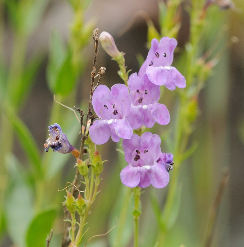 Penstemon platyphyllus, photographed by Rolf Lawrenz