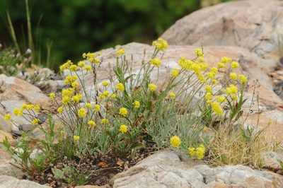 Eriogonum brevicaule, photographed by Rolf Lawrenz