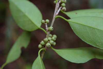 Ilex ficoidea, photographed by Cheng-Tao Lin
