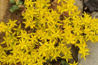 Sedum debile, photographed by Rolf Lawrenz