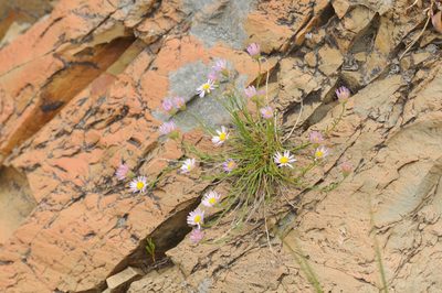Erigeron arenarioides, photographed by Rolf Lawrenz