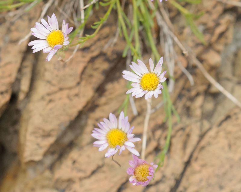 Erigeron arenarioides, photographed by Rolf Lawrenz