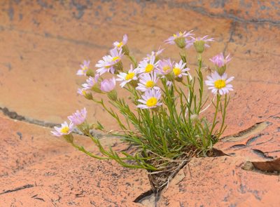 Erigeron arenarioides, photographed by Rolf Lawrenz
