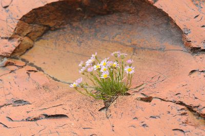 Erigeron arenarioides, photographed by Rolf Lawrenz