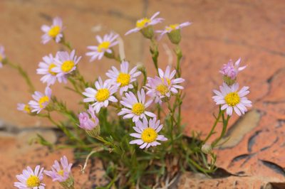 Erigeron arenarioides, photographed by Rolf Lawrenz