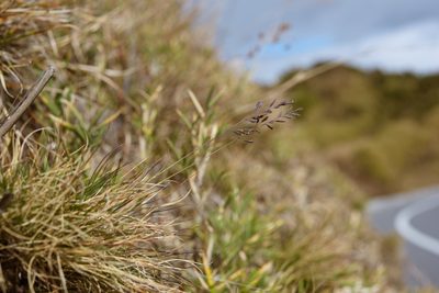 Festuca ovina, photographed by Cheng-Tao Lin