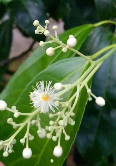 Pleuranthodendron lindenii, photographed by Ángela Patricia Rojas Cortés