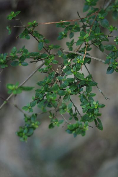 Rhododendron noriakianum, photographed by Cheng-Te Hsu