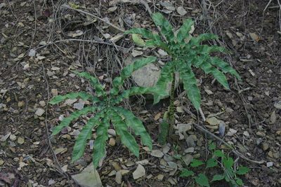 Arisaema taiwanense, photographed by Cheng-Te Hsu