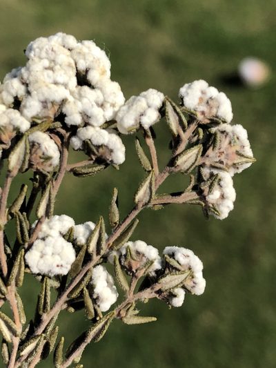 Phylica floribunda, photographed by Dave U