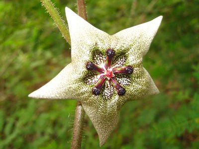 Dictyanthus yucatanensis, photographed by Jorge Armín Escalante-Pasos