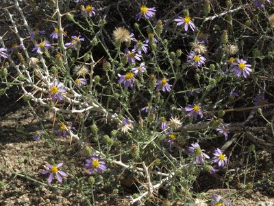 Tetradymia axillaris, photographed by Jim Morefield