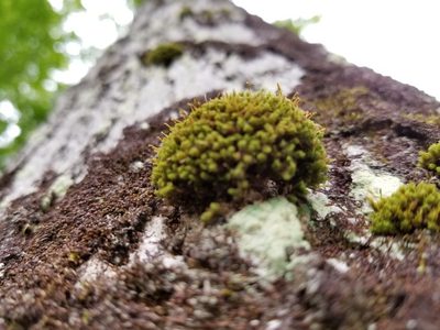 Ulota crispula, photographed by Micki Colbeck