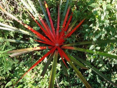Bromelia balansae, photographed by Nicolas Olejnik