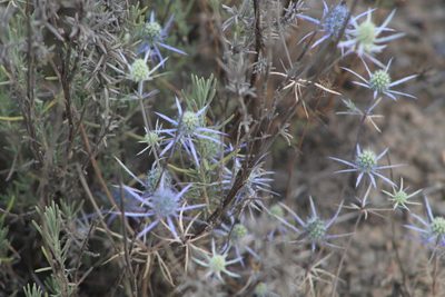 Eryngium tenue, photographed by Santiago Soto Maurer