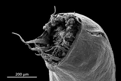 Trematodon longicollis, photographed by 國立臺灣博物館
