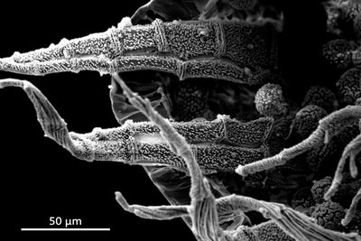 Trematodon longicollis, photographed by 國立臺灣博物館