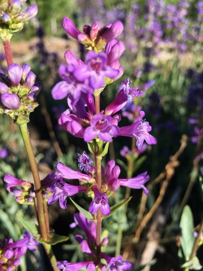Penstemon euglaucus, photographed by Al Kordesch
