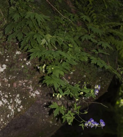 Aconitum noveboracense, photographed by aarongunnar