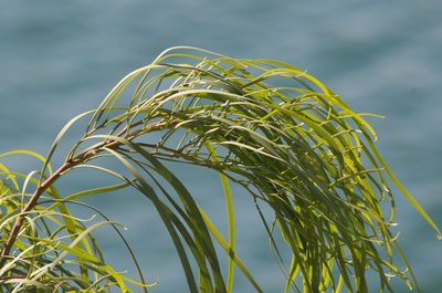 Acacia stenophylla, photographed by Jon Sullivan